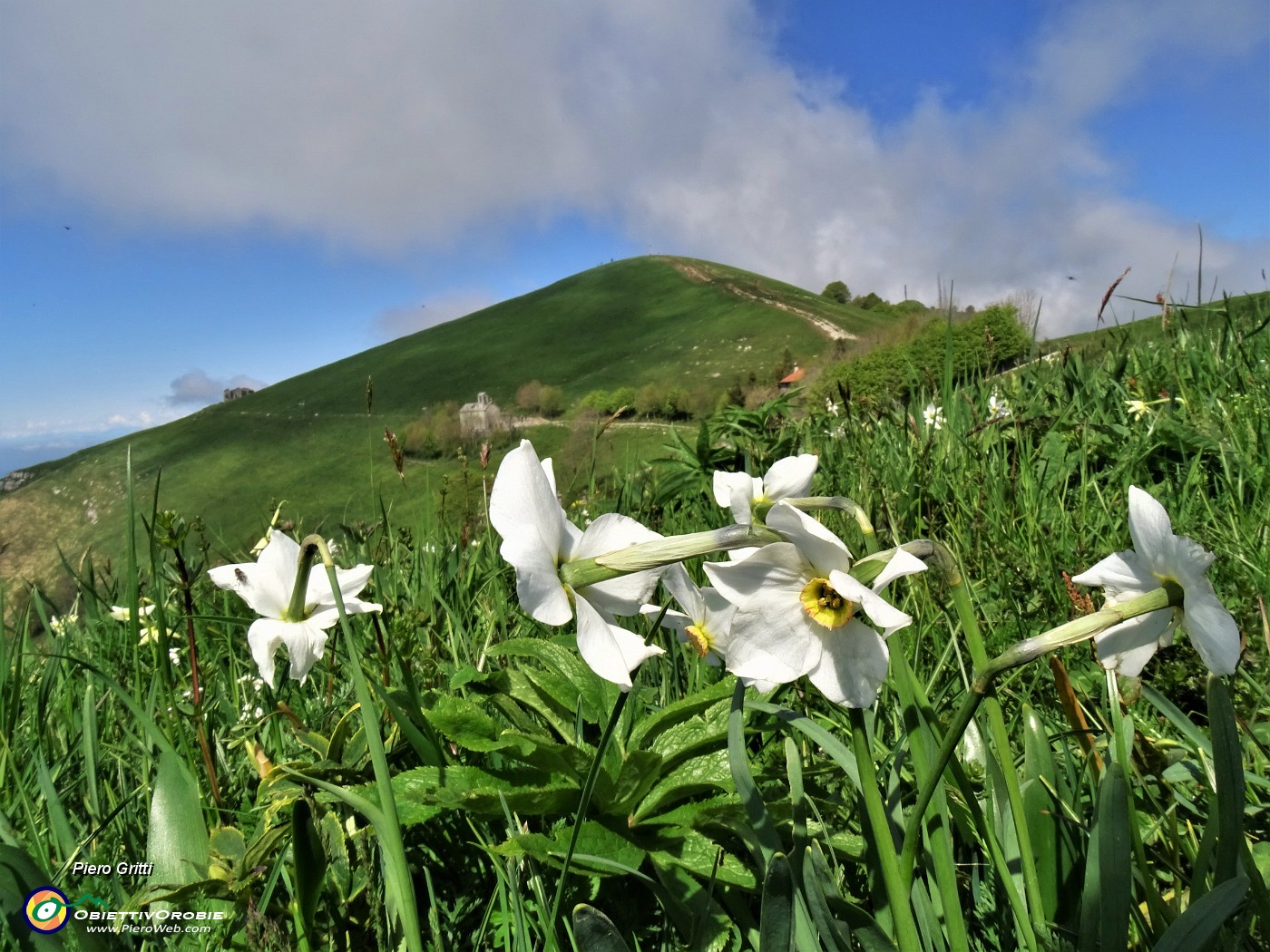 39 'Sfilata' di narcisi in Linzone.JPG